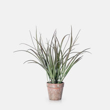 Load image into Gallery viewer, Ombre Grass in Pot