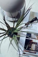 Load image into Gallery viewer, Ombre Grass in Pot