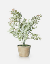 Load image into Gallery viewer, Potted Eucalyptus Bush
