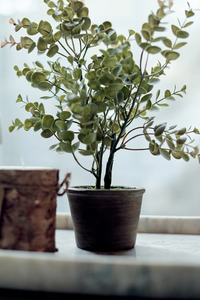 Potted Eucalyptus Bush