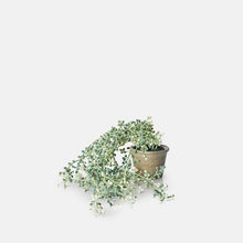 Load image into Gallery viewer, String of Pearls Succulent In Pot
