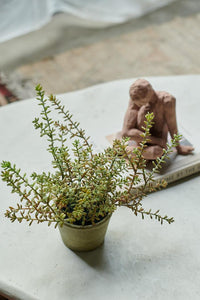 Burrito Sedum in Pot