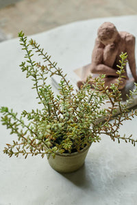 Burrito Sedum in Pot