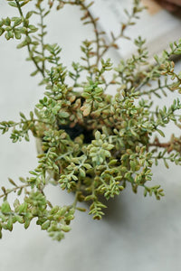 Burrito Sedum in Pot